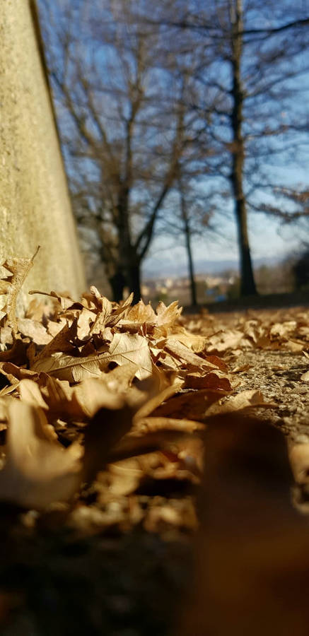 Samsung Note 20 Autumn Leaves Wallpaper