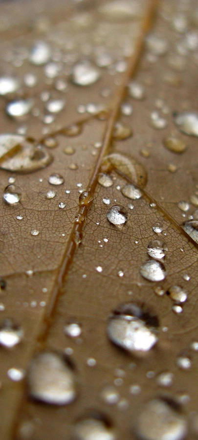 Samsung S21 Ultra Leaf Droplets Wallpaper