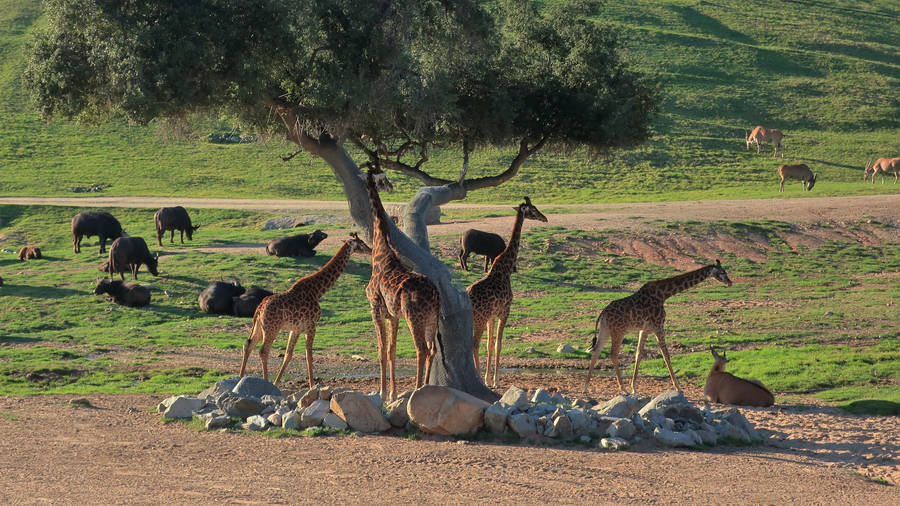 San Diego Zoo Giraffes Wallpaper