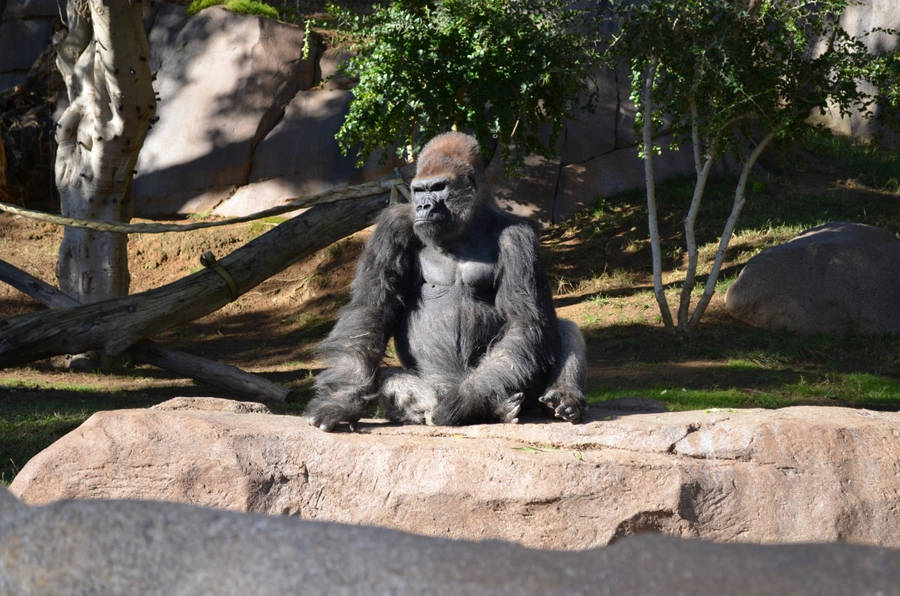 San Diego Zoo Gorilla Wallpaper