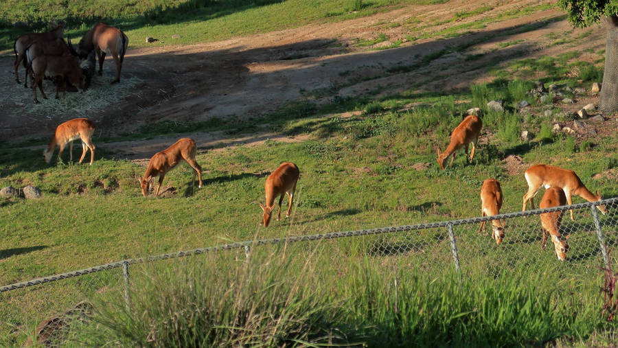 San Diego Zoo Grazing Wallpaper