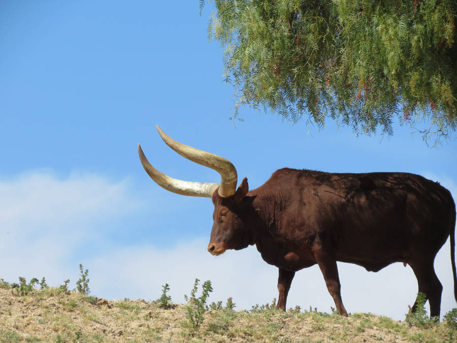 San Diego Zoo Longhorn Wallpaper