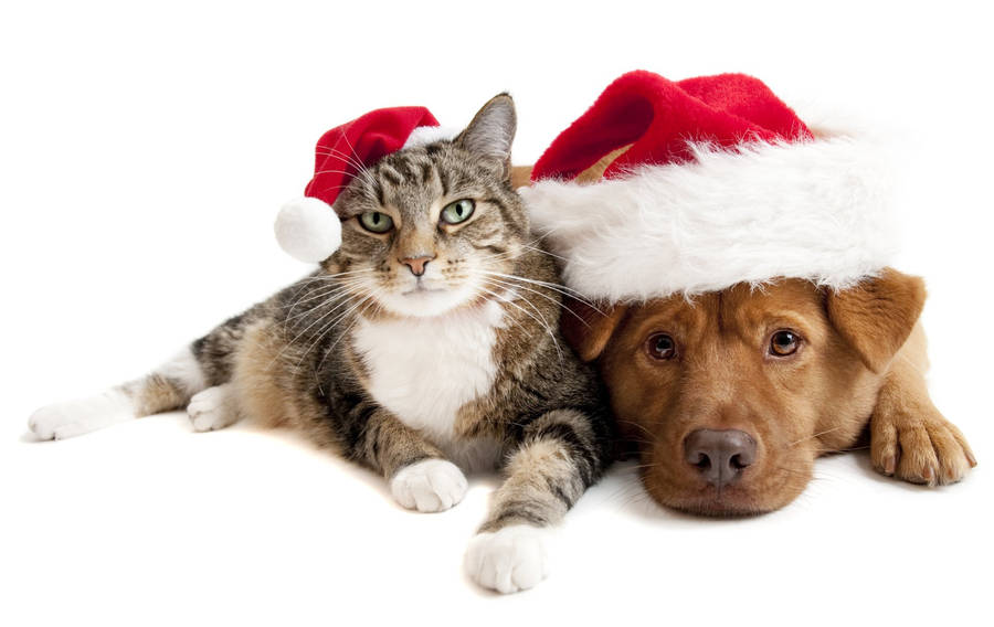 Santa Hat Cat And Dog Wallpaper