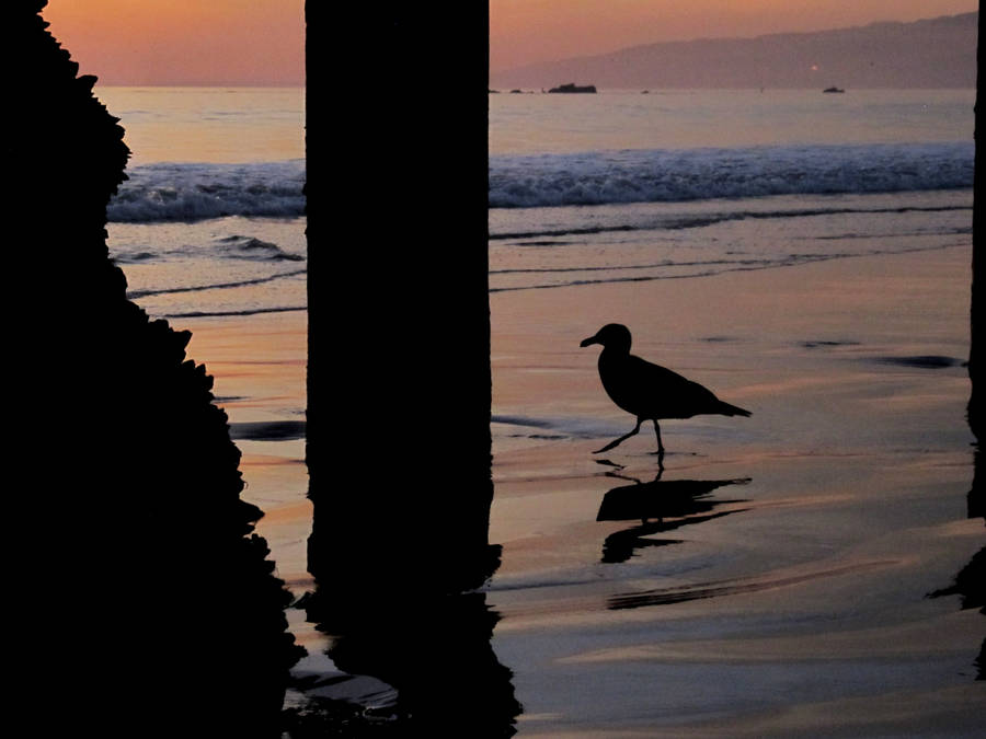 Santa Monica Lone Seagull Wallpaper