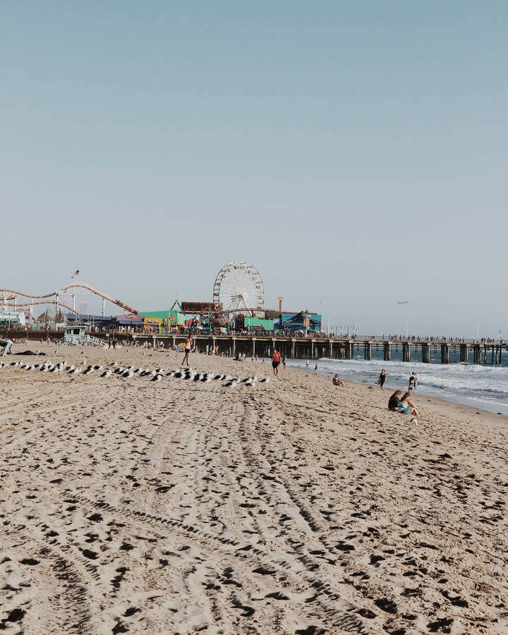 Santa Monica Walking Seagulls Wallpaper