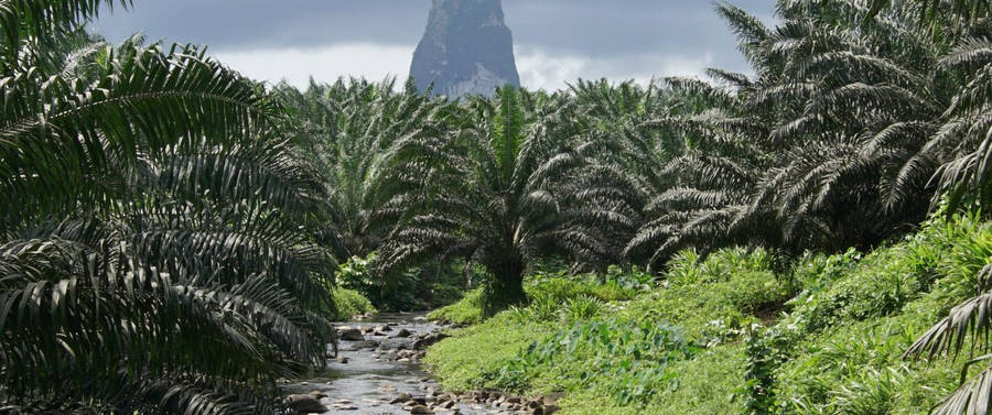 Sao Tome And Principe Palm Trees Cloudy Sky Wallpaper