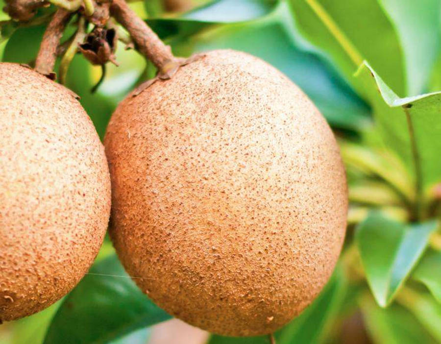 Sapodilla Fruits Skin Texture Wallpaper