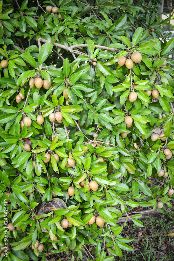 Sapodilla Plant Fruits Wallpaper