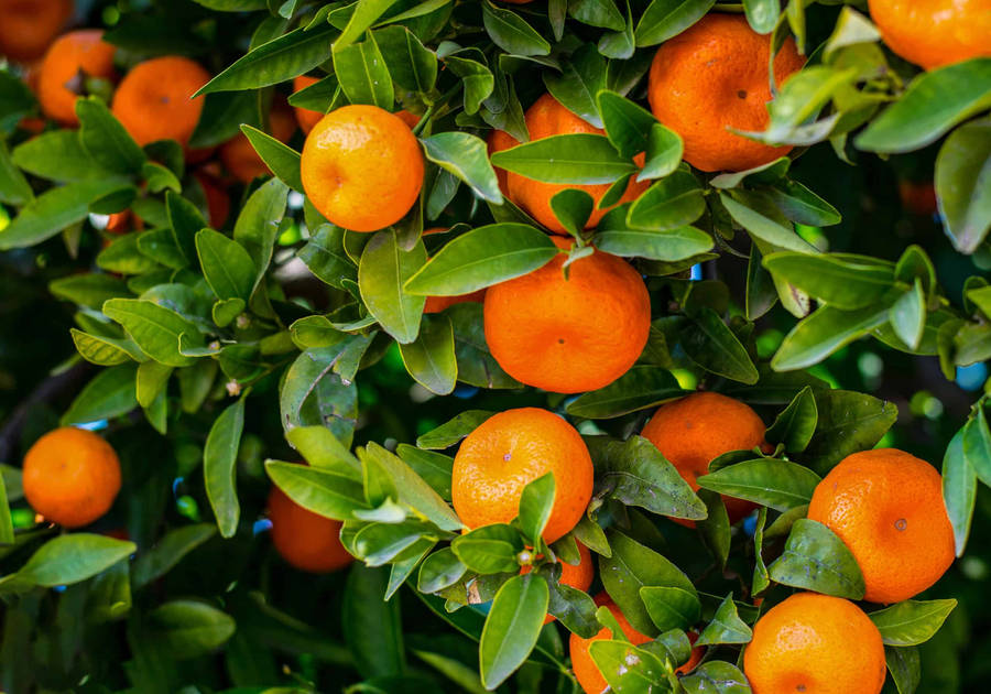 Satsuma Mandarin Overflowing Trees Wallpaper