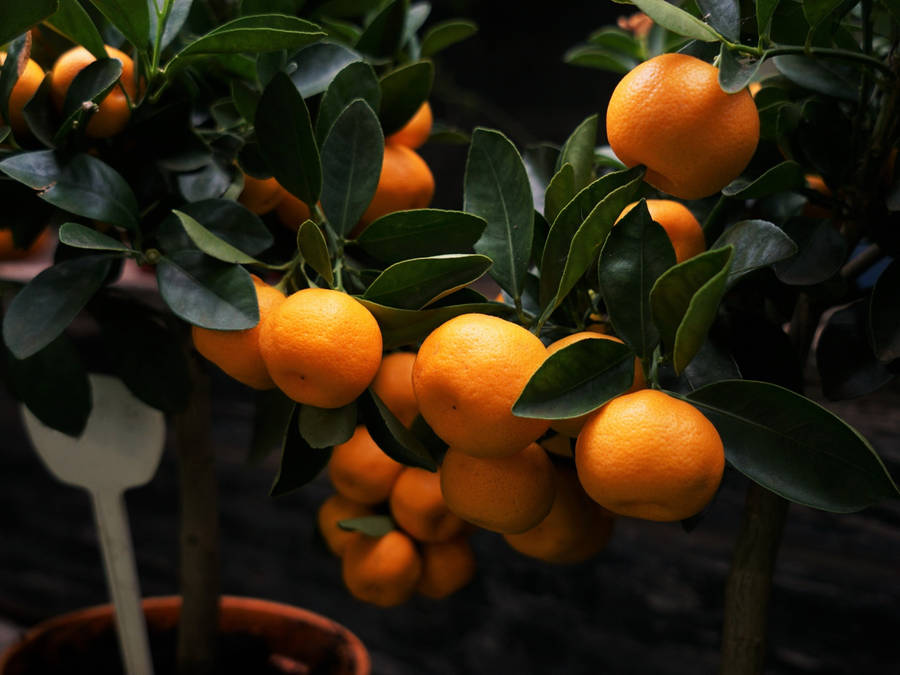 Satsuma Semi-seedless Citrus Fruit Wallpaper