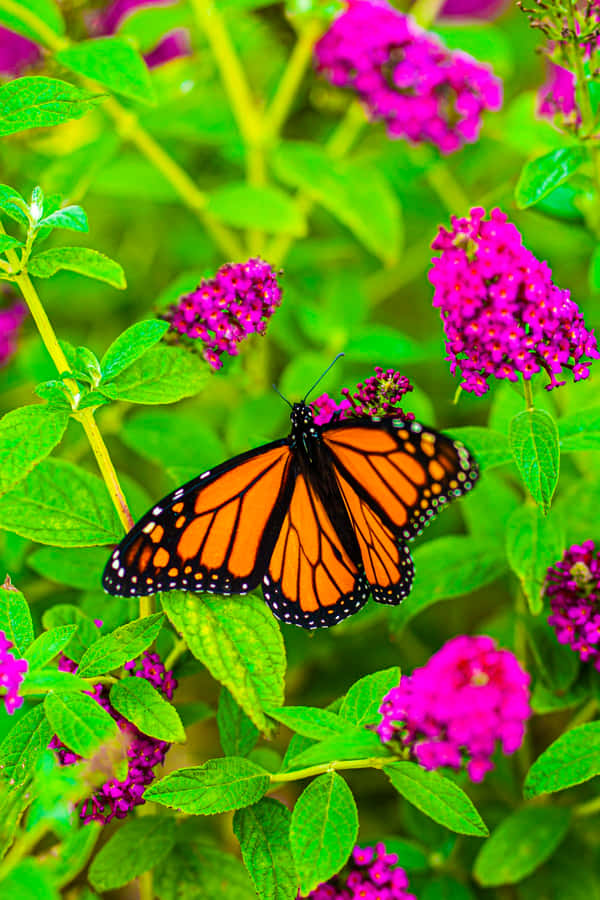 Saturated Colors Flowers And Butterflies Wallpaper