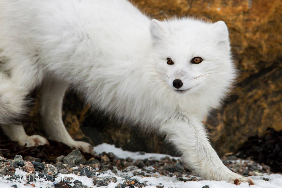 Savage Arctic Fox Wallpaper