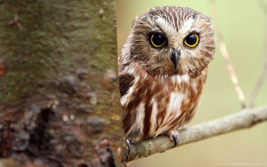 Saw-whet Cute Owl Wallpaper