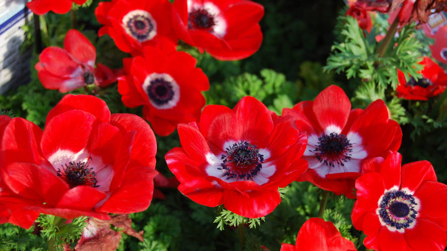 Scarlet Red Anemone Flowers Wallpaper