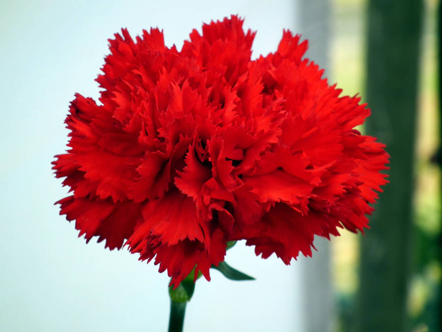 Scarlet Red Carnation Wallpaper