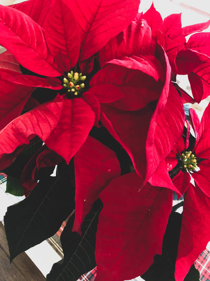 Scarlet Red Poinsettia Wallpaper