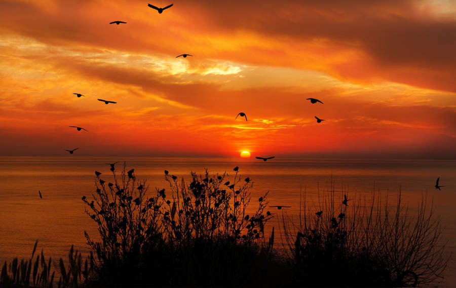 Scattered Birds Flying During Sunset Wallpaper