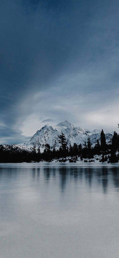 Scenic Beauty Of A Winter Forest Gracing The Phone Screen Wallpaper