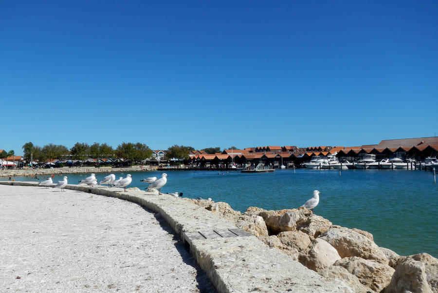 Scenic View Of Hillary's Boat Harbour In Perth Wallpaper