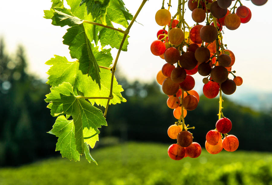 Scenic View Of Willamette Vineyards In Oregon Wallpaper