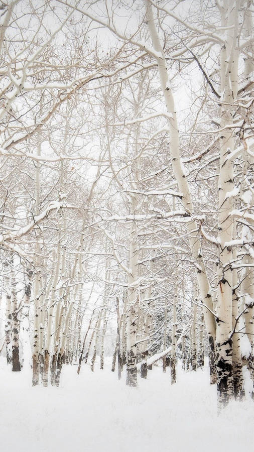 Scenic Winter Forest Captured On Phone Wallpaper