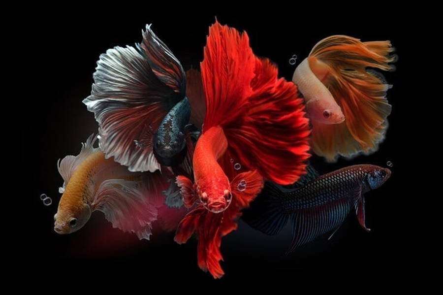 School Of Betta Fish Wallpaper