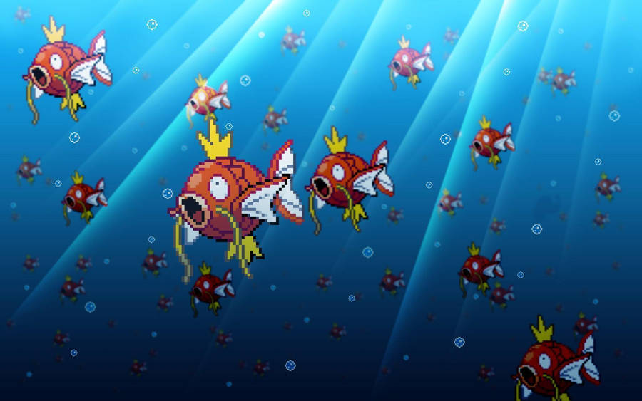 School Of Magikarp Swimming Water Wallpaper