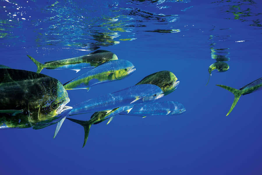 Schoolof Mahi Mahi Swimming Wallpaper