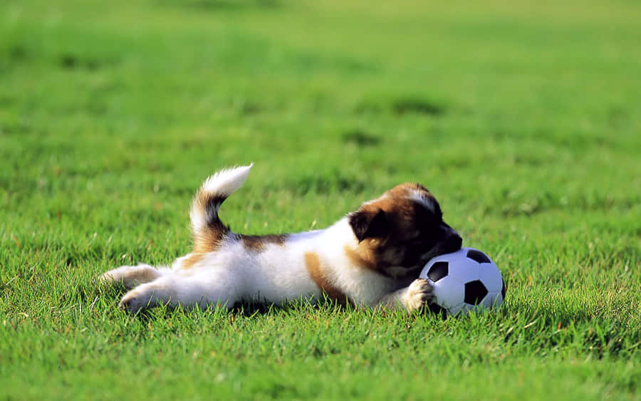 Score A Goal With Cute Soccer Wallpaper