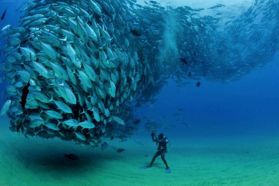 Scuba Diving Diver Facing School Of Tuna Fish Wallpaper