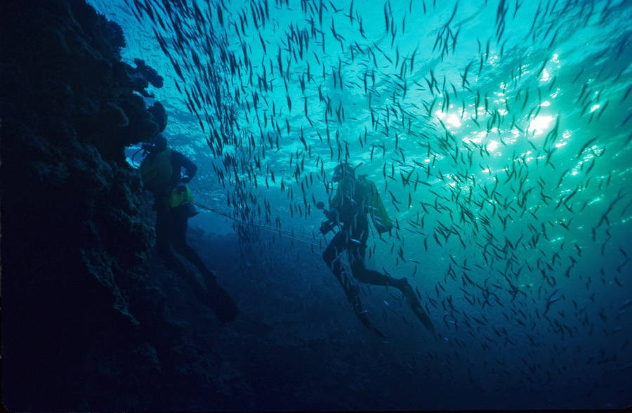 Scuba Diving Swimming Amongst Fish Wallpaper