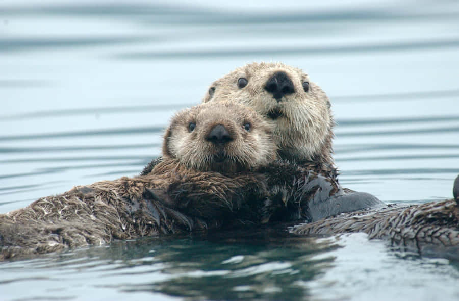 Sea Otters Floating Together.jpg Wallpaper