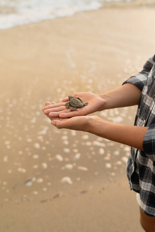 Sea Turtle On Human's Palms Wallpaper