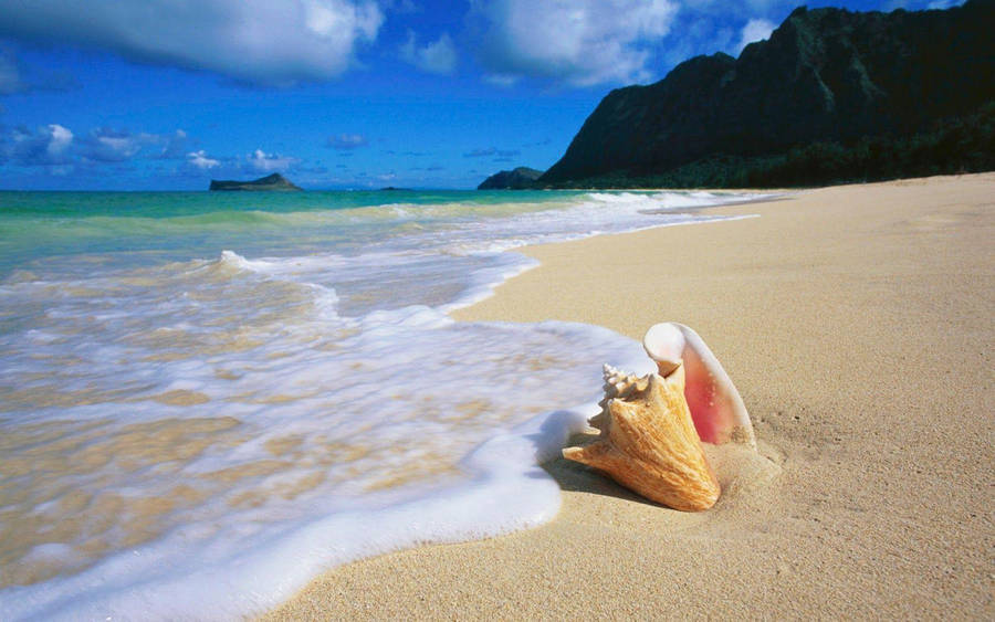 Seashell Sand Beach Desktop Wallpaper