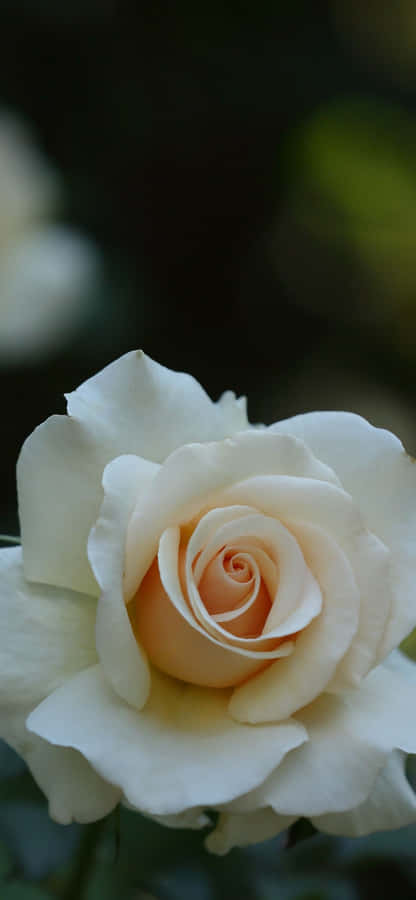 Seemingly Endless White Roses Lined Up, Giving Of A Calming And Serene Feeling Wallpaper