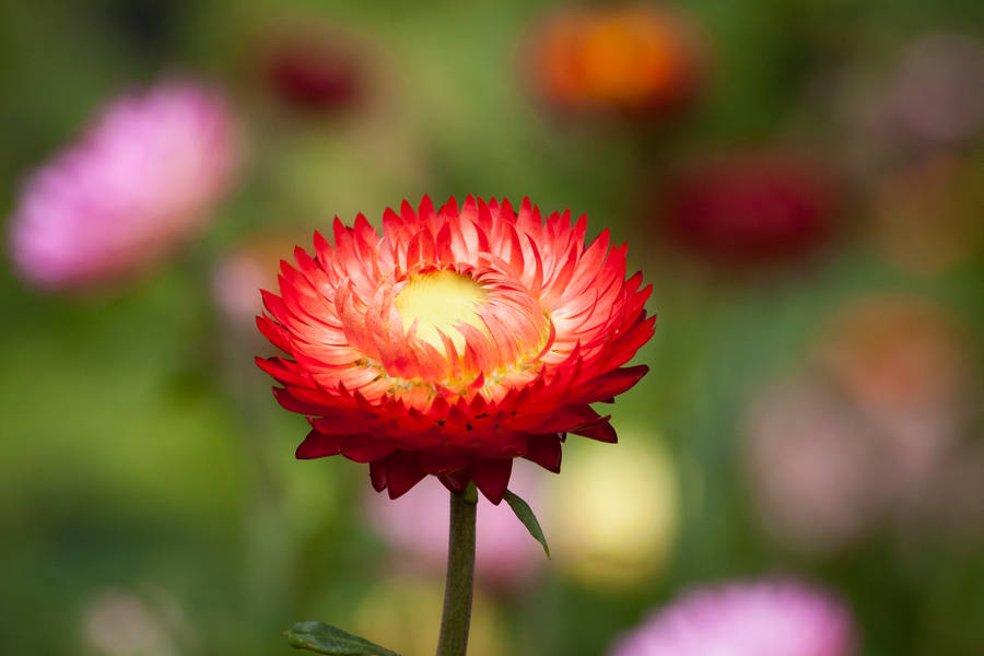 Selective Focus Photography Of Red Petaled Flowers Wallpaper