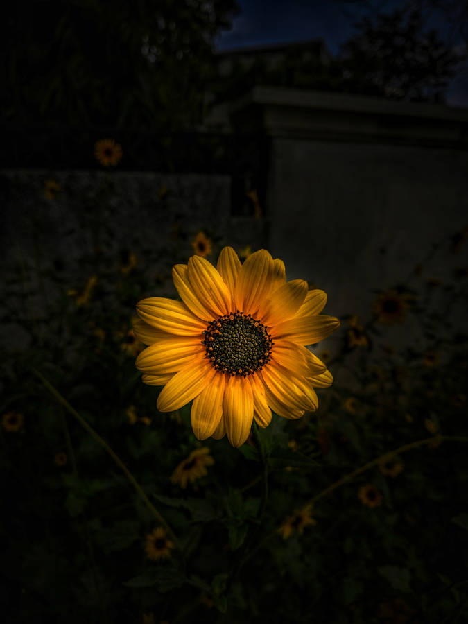 Selective Sunflower Iphone Wallpaper