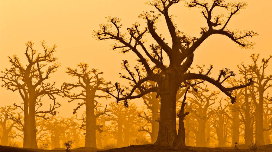 Senegal Baobab Trees Wallpaper