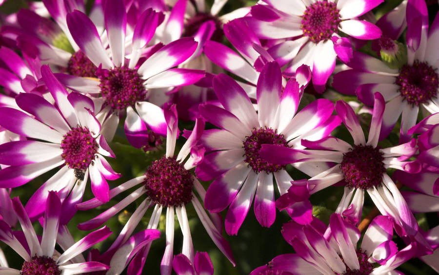 Senetti Pericallis Variety Purple Flowers Wallpaper