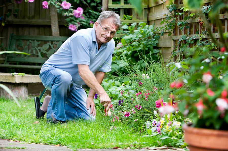 Senior Man Flower Gardening Wallpaper