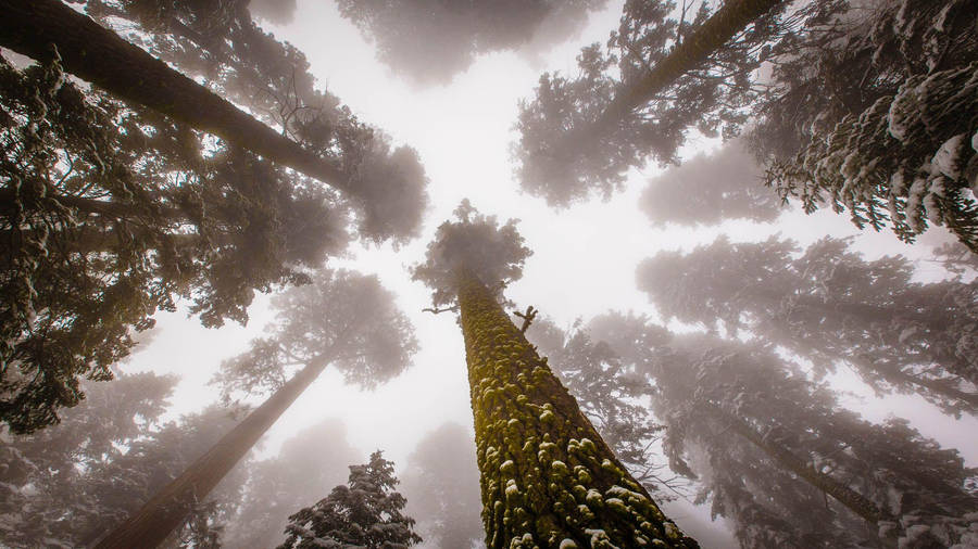 Sequoia National Park Foggy Sky Wallpaper