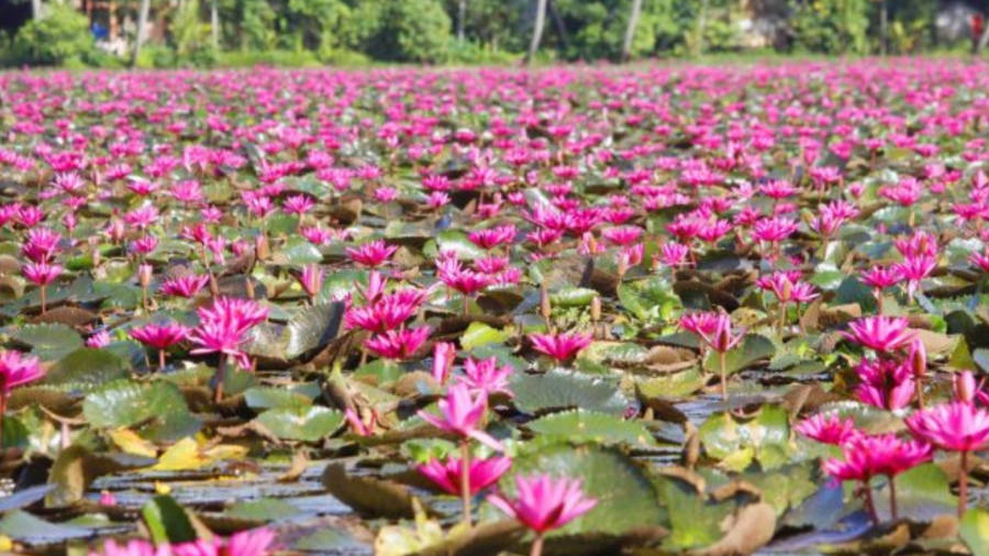 Serene Beauty Of A Water Lily Wallpaper