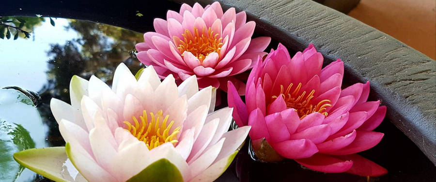 Serene Beauty Of Fresh Water Lily Plants Wallpaper