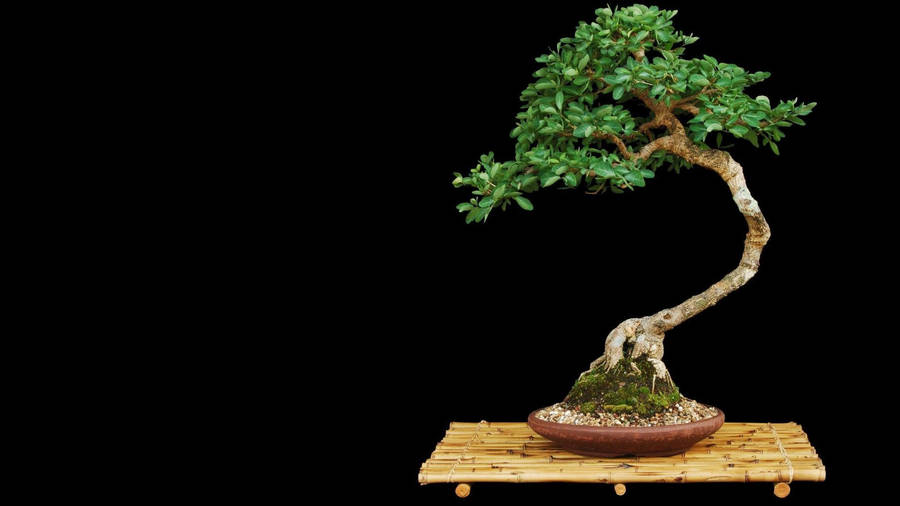 Serene Depiction Of An Informal Upright Bonsai Tree Wallpaper