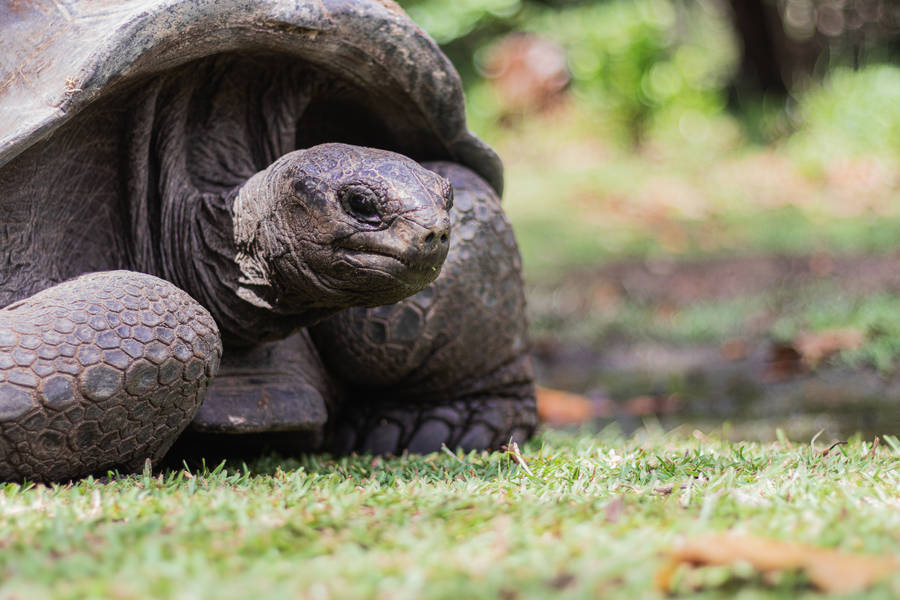 Seychelles Aldabra Giant Tortoise Wallpaper