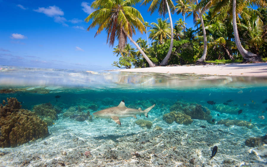 Shark In The Water Tropical Desktop Wallpaper