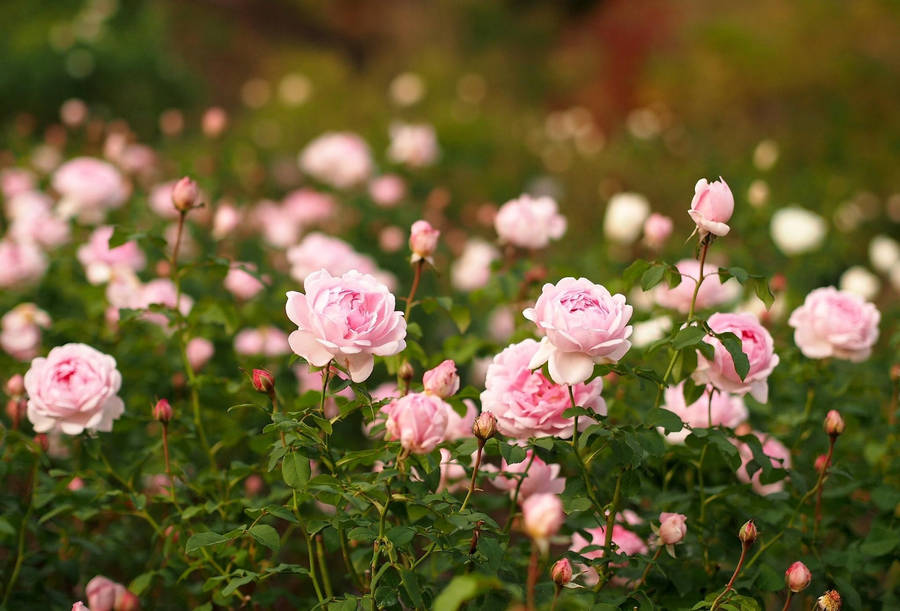 Sharp Rose Heaven Garden Wallpaper