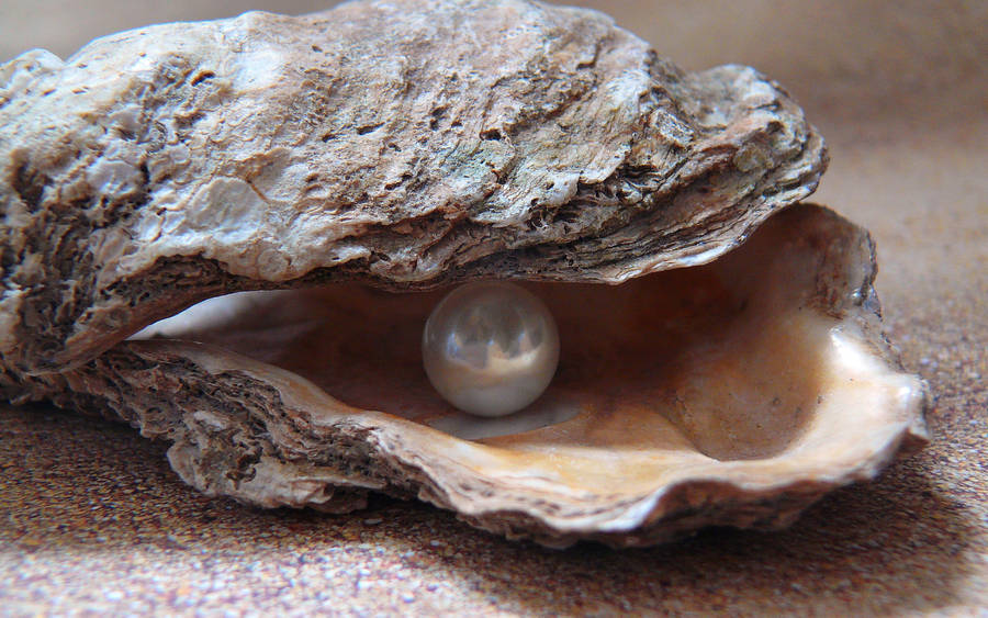 Shell With Pearl Close-up Wallpaper