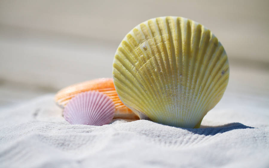 Shells On White Sand Wallpaper