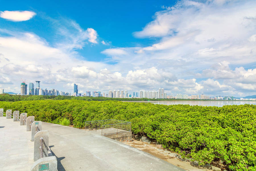 Shenzhen Mangrove Reserve Wallpaper